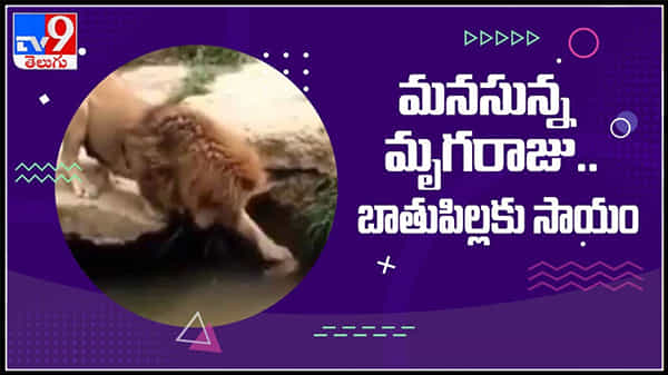 బాతుపిల్లకు సాయంచేసిన మనసున్న మృగరాజు వీడియో.. ముచ్చట పడుతున్న నెటిజన్లు : Lion And Duck Video.