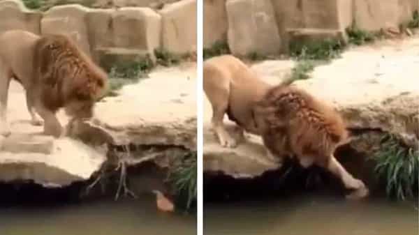 Lion Pats Duck: ఈతకొట్టలేక ఇబ్బంది పడుతున్న బాతుపిల్లకు సాయం అందించిన మృగరాజు.. Viral Video
