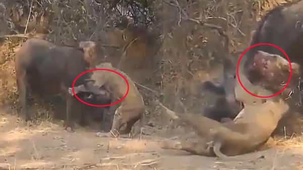 Scary Video: సింహంపై అడవి దున్న మెరుపు దాడి.. ప్రాణాలు కోల్పోయిన మృగరాజు.. ఒళ్లుగగుర్పొడిచే వీడియో..