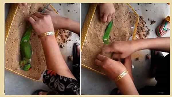 విద్యుత్షాక్కు గురై చనిపోయిన చిలుక.. సంప్రదాయబద్ధంగా రామచిలుకకు అంతిమ సంస్కారాలు