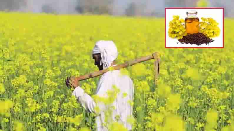 Mustard oil cultivation: సేంద్రీయ పద్దతిలో ఆవాల సాగుతో లాభాల బాట.. సాగు విధానం సహా పూర్తి వివరాలు