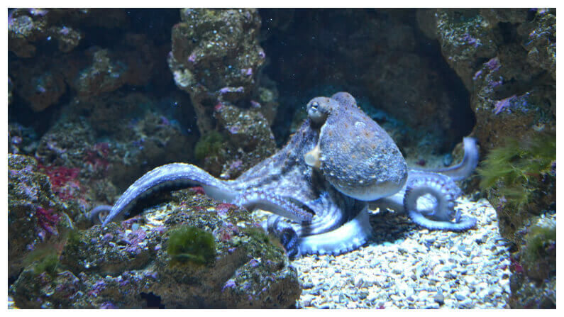 Octopus: మనిషిలానే ఆక్టోపస్‌కు నిద్రలో కలలు!..ఆసక్తికర విషయాలు వెల్లడించిన బ్రెజిల్ శాస్త్రవేత్తలు
