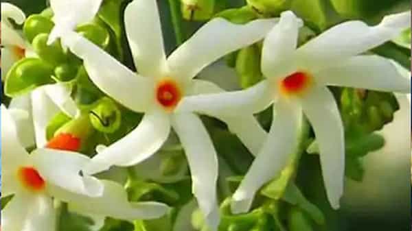 Harsingar Benefits: పారిజాతం ఆయుర్వేద వైద్యంలో అగ్రస్థానం.. ఔషధ ఉపయోగాలు, దుష్ప్రభావాలను తెలుసుకుందాం