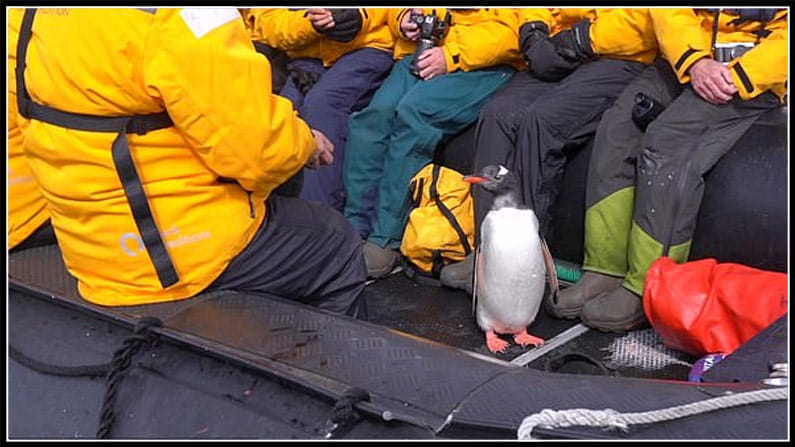 incredible moment penguin escapes killer whale by jumping it self onto a dinghy, antarctica, penguin, killer whale, save, jump, dinghy, tourists