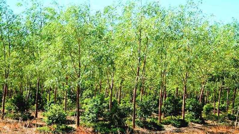 Wholesale Sandalwood Sapling Plant Supplier in Tamilnadu, India