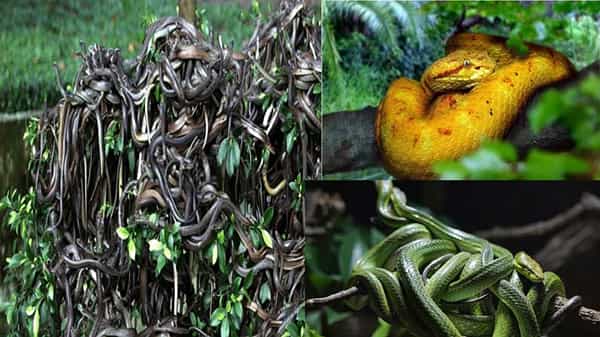 Snake Island : ప్రపంచంలోనే అతిభయంకరమైన ప్లేస్ ఈ ద్వీపం.. నో ఎంట్రీ బోర్డు తగిలించేశారు.. అడుగుపెట్టారా అంతే