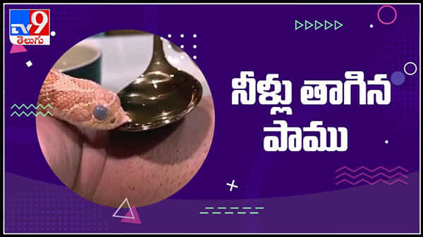 Snake Drinking water : దాహంతో ఉన్న పాముకు నీళ్లు తాగించిన వ్వక్తి వైరల్ అవుతున్న వీడియో..!