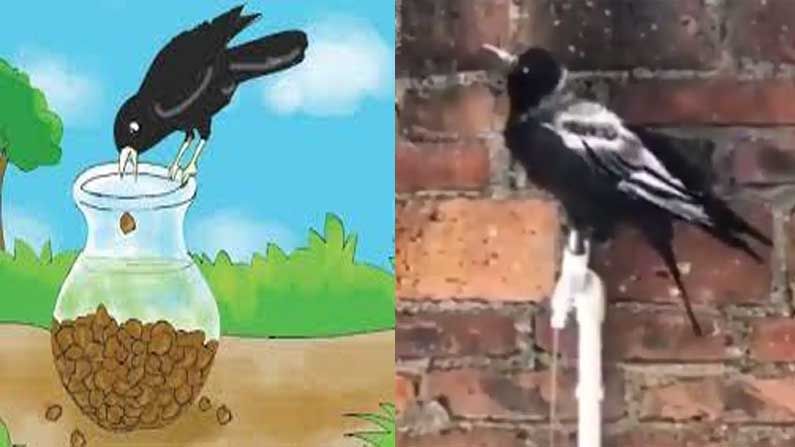 Thirsty Crow Video Viral: అప్పటి కాకి కాదు.. ఇది 21వ శతాబ్దపు హైటెక్  కాకి  దాహం తీర్చుకునే స్టైల్ వేరు