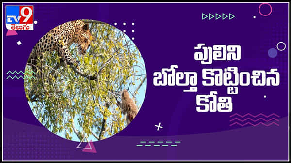 తనపై ఎట్టాక్ చేసిన పులిని కొట్టి ఓడించిన కోతి..ఫైట్ సీన్ అదుర్స్...: Monkey and Tiger Fight Video