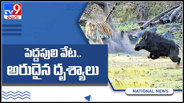 పెద్దపులి వేట అరుదైన దృశ్యాలు! కెమెరాకు చిక్కిన వైల్డ్లైఫ్ వీడియో : Tiger Hunting Video.