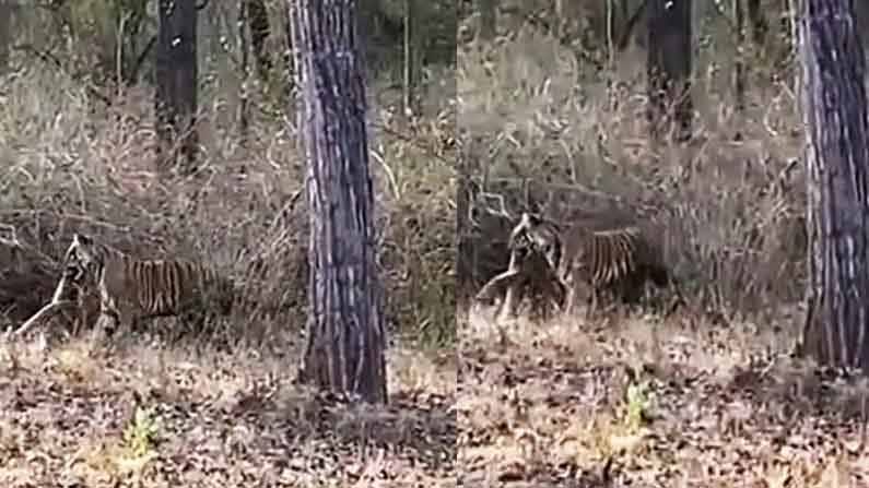 Python Tiger Fight: భారీ అనకొండతో పోరాడిన పులి.. హోరా హోరీ పోరు తర్వాత ...