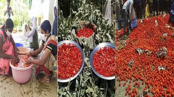 Dont Waste Tomatoes : టమాటా రైతులకు విజ్ఞప్తి.. రేటు లేకపోతే కోసి ఎండబెట్టండి. ఎండిన టమోటాకి ఎంత డిమాండ్ ఉందో తెలుసా..!