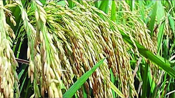 కోటి ఎకరాల మాగాణం దిశగా తెలంగాణ.. సాగునీటి ప్రాజెక్టుల పూర్తితో మారిన దశ.. రికార్డు స్థాయిలో వరిసాగు