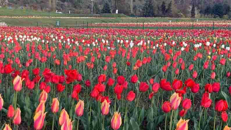 Majestic Tulip Garden: ఆసియాలోనే అతిపెద్ద తులిప్ వనం ప్రారంభం.. స్వాగతం పలుకుతున్న 15లక్షల మొక్కలు