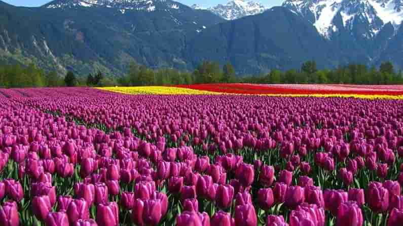 Tulip flowers : విరబూస్తోన్న తులిప్‌ పూలు పర్యాటకుల మనసు దోచేస్తున్నాయ్.. నవ వసంతానికి స్వాగతం పలుకుతున్నాయ్