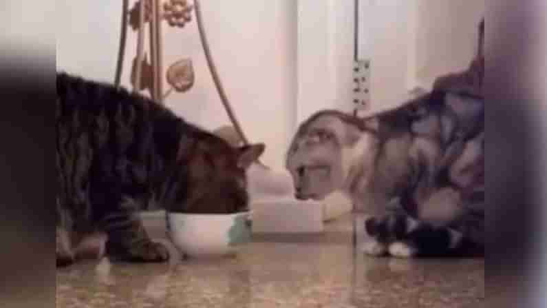 షేరింగ్.. కేరింగ్.. ఆ పిల్లులు ఎంత ప్రాణ స్నేహితులో.. ముచ్చటేస్తున్న వీడియో.. మీరు ఓ లుక్కేయ్యండి..