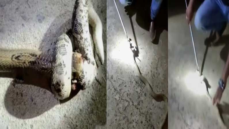 Snakes Fight in Odisha : రెండు పాముల మధ్య భీకర యుద్ధం.. సోషల్ మీడియాలో వైరల్