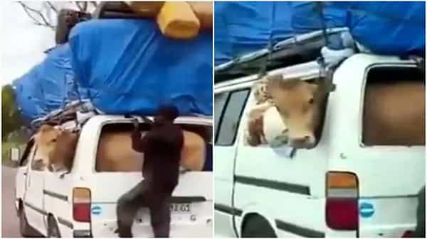 Cow in Car Viral Video : మీనీ వ్యానులో కిక్కిరిసిన జనంతో పాటు ఆవు ప్రయాణం.. వైరల్ అవుతోన్న వీడియో