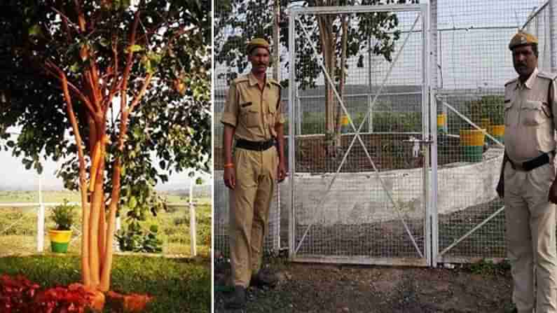 VVIP Bodhi Tree: ఈ చెట్టును రక్షించేందుకు ఖర్చు రోజుకు 4 వేల రూపాయలు.. తొమ్మిది సంత్సరాలుగా  వీవీఐపీ భద్రత..