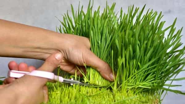 Immunity Booster: కరోనా వైరస్ నేపథ్యంలో రోగనిరోధక శక్తి లేదని భయపడుతున్నారా..! ఆ గడ్డి రసం తీసుకుంటే చాలు