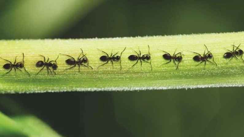Facts about ants:  చీమలు ఎప్పుడూ ఒకే వరుసలో ఎందుకు నడుస్తాయి? దీని వెనుక గల ఇంట్రస్టింగ్ రీజన్ ఇదే..