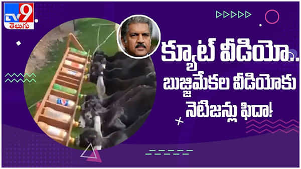 Viral Video: ఆనంద్‌ మహేంద్ర ట్వీట్‌ చేసిన మేక పిల్లల పాలు తాగుతున్న వీడియోకు నెటిజన్లు ఫిదా... ( వీడియో )‌