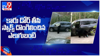 Viral Video: సుశాంత్ మూవీ ‘నమో నమో శంకర’ సాంగ్‌కు ఏనుగు ఓ రేంజ్‌లో డ్యాన్స్.. వీడియో వైరల్