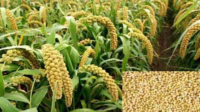 కొర్రలు గురించి మీకు ఎంతవరకు తెలుసు..! వీటిని ఆహారంగా తీసుకుంటే ఎన్ని లాభాలో తెలిస్తే అస్సలు వదిలిపెట్టరు..