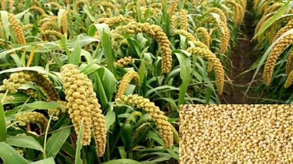 కొర్రలు గురించి మీకు ఎంతవరకు తెలుసు..! వీటిని ఆహారంగా తీసుకుంటే ఎన్ని లాభాలో తెలిస్తే అస్సలు వదిలిపెట్టరు..