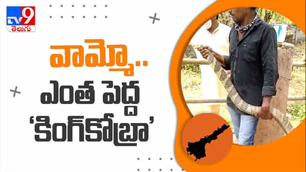 East Godavari:12 అడుగులకు పైగా భారీ కింగ్కోబ్రా రెండు రోజులు జనాలను హడలెతించిన పాము వైరల్ వీడియో..