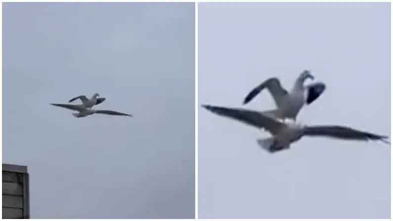 Birds love: ఆకాశంలో అందాల పక్షులు చేసిన పనికి నెటిజన్లు ఫిదా..వైరల్ అవుతున్న ఈ వీడియో మీరూ చూసేయండి..Viral Video