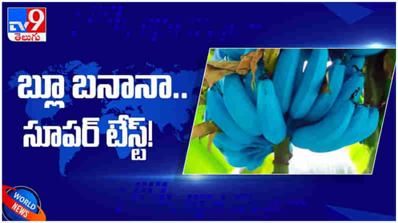 Blue Banana: 7 అంగుళాల పొడవున్న బ్లూ బనానా.. వాటి స్పెషాలిటీ  ఏంటో తెలుసా...?? ( వీడియో )‌