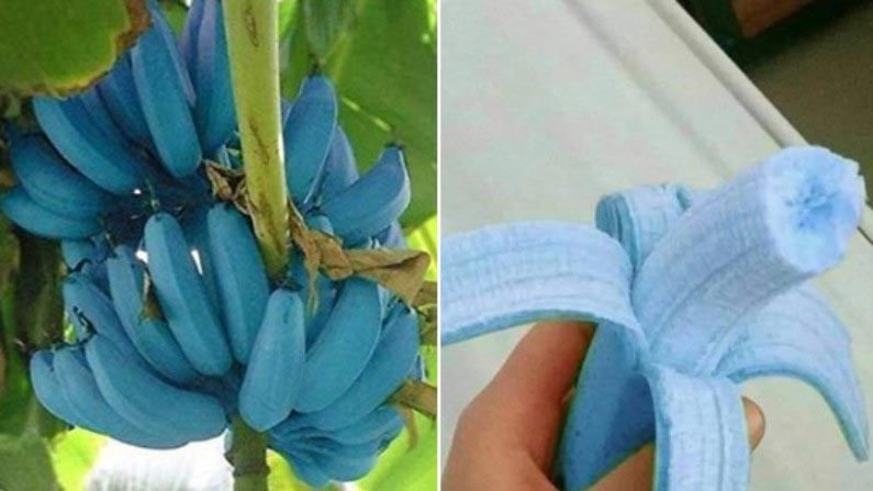 Blue Java Bananas: ఈ నీలం అరటిపండ్లను ఎప్పుడైనా తిన్నారా..? టేస్ట్ అచ్చం వెనిలా ఐస్ క్రీమ్ లాగానే..