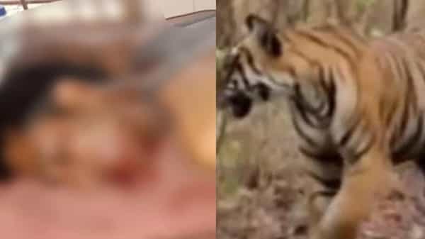 Viral News: యజమానిపై పులి ఆకస్మిక దాడి... కొమ్ములతో ఎగబడ్డ గేదెలు... లగెత్తిన టైగర్..
