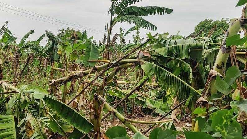 Uttarandhra Rains: ఉత్తరాంధ్రను ముంచెత్తిన అకాల వర్షం.. విజయనగరం జిల్లాలో వేల ఎకరాల్లో పంట నష్టం