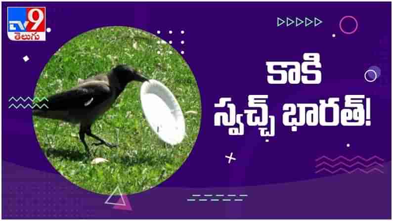 Crow Swachh Bharat: కాకి స్వచ్ఛ్‌ భారత్‌...  నెటిజన్లు ఫిదా.. సోషల్ మీడియా లో  వైరల్ అవుతున్న వీడియో