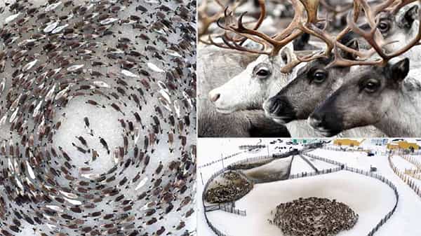 Deer circles: వైరల్ గా మారిన జింకల సుడిగాలి చక్కర్లు.. ఎందుకో తెలిస్తే ఆశ్చర్యపోతారు!