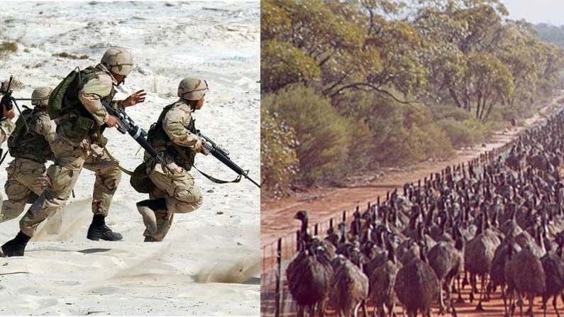 Emus vs. Humans: ఈము పక్షులు, సైనికుల మధ్య వార్.. ఈ భీకర యుద్ధంలో ఎవరు గెలిచారో తెలుసా..?