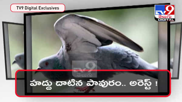 పాకిస్తాన్ బోర్డర్ లో తెల్ల పేపర్ తీసుకొని వెళ్తున్న పావురాన్ని అరెస్ట్ చేసి FIR ఫైల్ వైరల్ వీడియో..:pigeon arrest Viral Video.