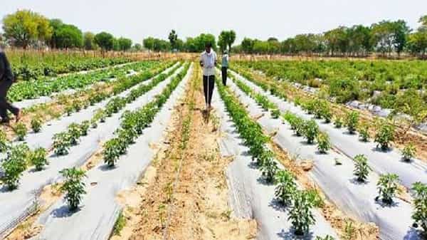 పార్ట్టైమ్ వ్యవసాయం.. 30 లక్షల ఆదాయం..! సాధ్యం చేసి చూపించాడు ఈ ఉపాధ్యాయుడు.. ఎలాగో మీరు తెలుసుకోండి..