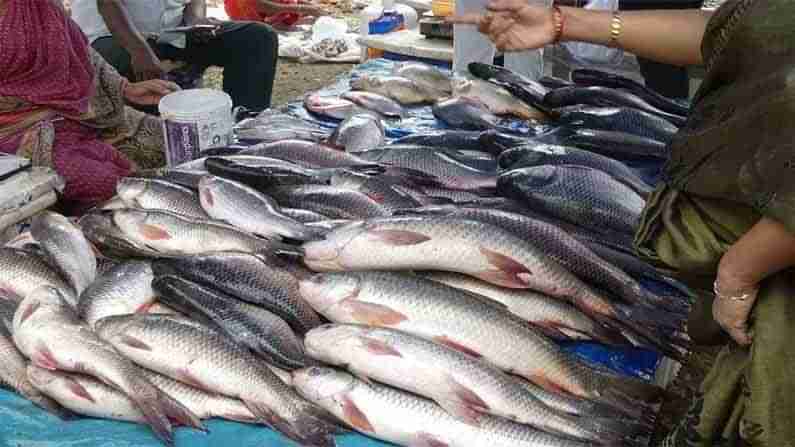 Fish Market: ఆకివీడు చేపల మార్కెట్‌లో ఆక్వా రైతుల పరిస్థితి దారుణం... కిలో చేపలు కేవలం రూ.40 మాత్రమే.!