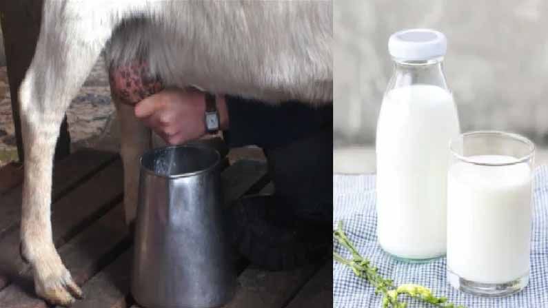 Goat milk benefits:  లైంగిక శక్తి పెరుగుదల, ఎముకల ధృడత్వం...మేక పాలతో ఎన్నో ప్రయోజనాలు...