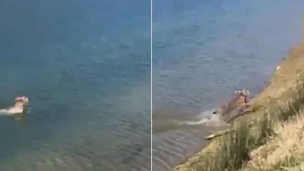 Hare Swimming: మీరు ఎప్పుడన్నా కుందేలు నీటిలో ఈత కొట్టడం చూశారా? ఈ వీడియో చూడండి! మీరు రిలాక్స్ అవడం గ్యారెంటీ!