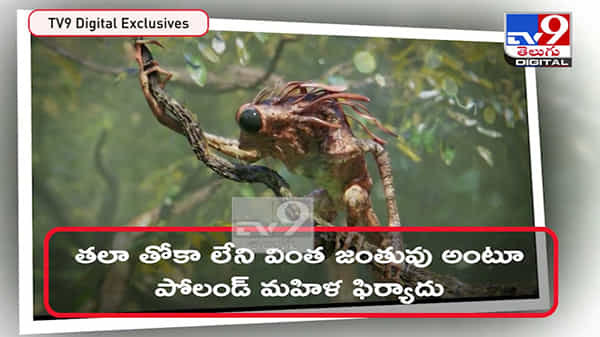 Headless Creature: పోలాండ్లో తల, కాళ్లు లేని వింత జంతువు.. దాని గురించి తెలిస్తే షాకవుతారు... ( వీడియో )