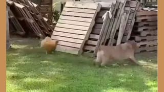 Go Corona Go: కరోనాకు వీడ్కోలు.. ఫన్నీ వీడియో.. ఇంటర్నెట్ లో చేస్తోంది హంగామా Viral Video