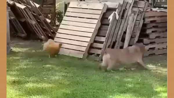 Hen and Dog: కుక్కతో కోడి దొంగాట! దోబూచులాటల్లో ఇదే బెస్ట్ అంటున్న ఇంటర్నెట్ జనాలు.. Viral Video