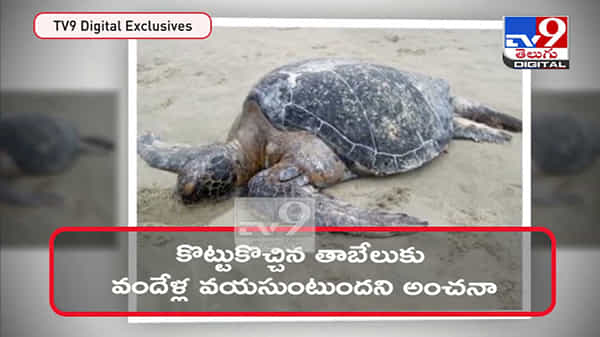 తీరానికి కొట్టుకొచ్చిన భారీ తాబేలు ! విశాఖ బీచ్ లో అరుదైన తాబేలు..వైరల్ వీడియో..Huge Turtle carcass video.