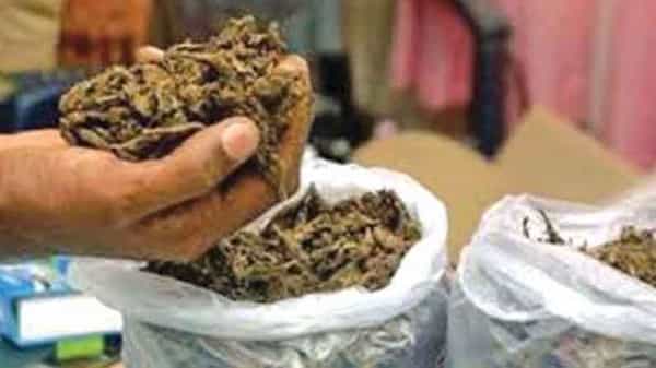 ఏజెన్సీలో గుప్పుమంటున్న మత్తు మందు.. కిలాడీ లేడీ అరెస్ట్తో గుట్టురట్టు.. వెయ్యికిలోల గంజాయి స్వాధీనం..!