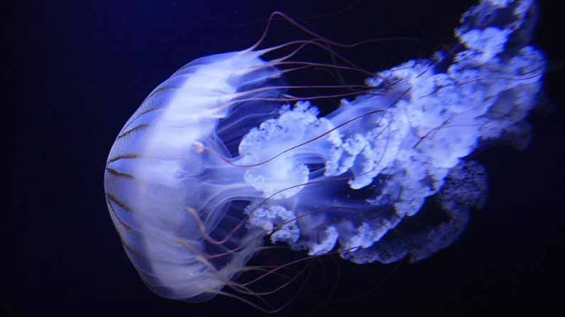 Jellyfish Facts: ఈ జీవికి చావు లేదు..  కానీ పెద్ద లోపం మాత్రం ఉంది.. జీవితాంతం అలానే బ్రతకాలి