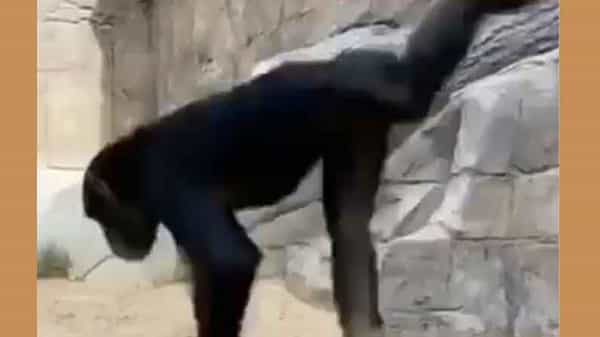 Funny Chimpanji: ఈ చింపాంజీ చేస్తున్న విన్యాసాలకు నెటిజన్లు ఫిదా అయిపోయారు.. మరి మీరు?